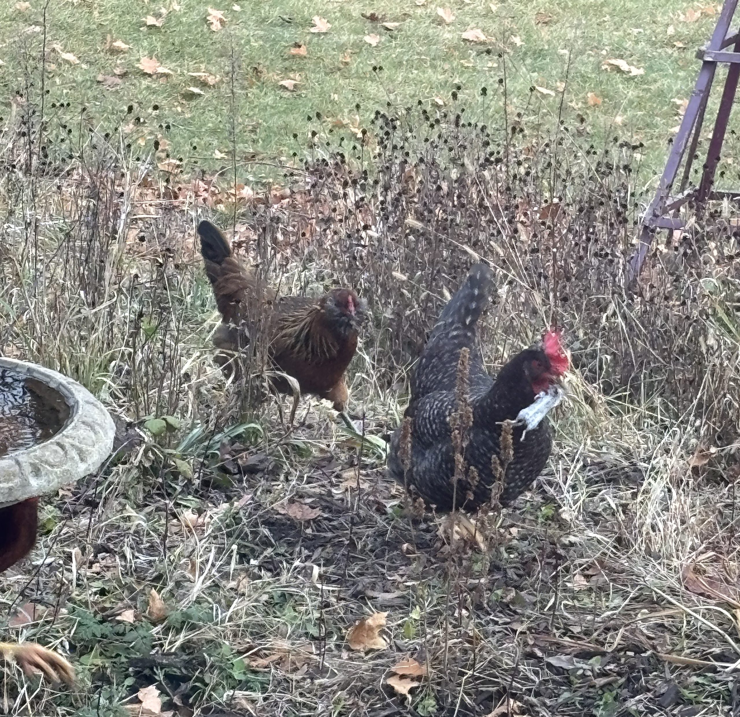 Featured image for What our Chickens Taught us About Fitness (and Life)